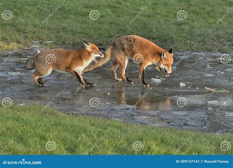 Diet Of Vulpes