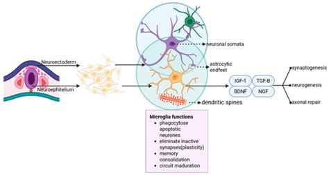 Neuroglia | An Open Access Journal from MDPI