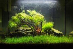 Image result for How to Plant Java Moss