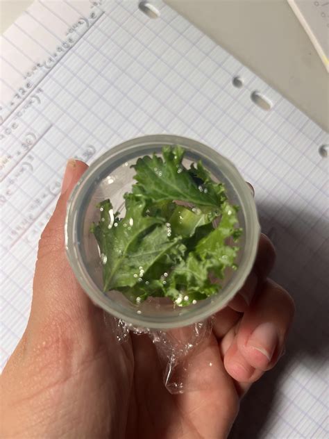 Found this guy inside of a bag of kale; what do I do with him? Can I put him in my snail tank or ...