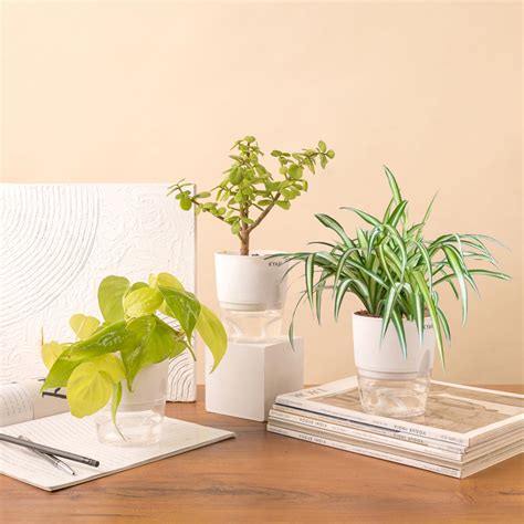 KYARI Jade-Spider-Golden Money Combo of 3 Indoor Plants for Living Room ...