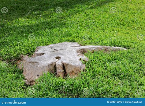 Tree Stump in the Park, Wooden Tree Stump in the Lawn Stock Photo ...