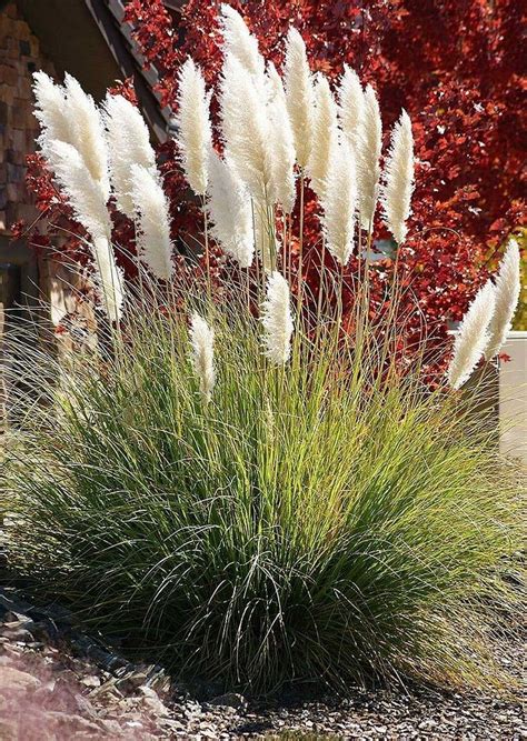 Small Ornamental Grasses