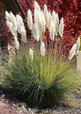 Decorative Grass Types | 10 Prettiest Ornamental Grasses For Your ...