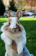 Image result for Famous People with Pet Rabbit