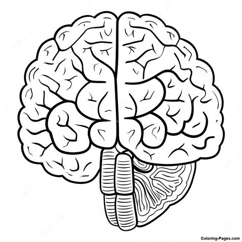 Realistic Brain Anatomy Coloring Page | Coloring-Pages.com