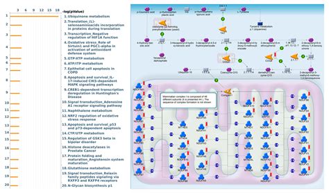 Penetrating Exploration of Prognostic Correlations of the FKBP Gene ...