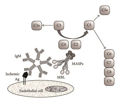 Image result for Lectin Pathway Animation