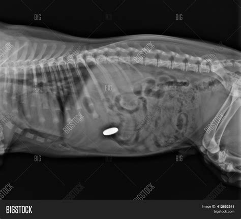 Dog Abdominal X Ray Positioning at Amy Dieter blog