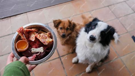 Premium Photo | Border collie and brown dogs sitting waiting to eat ...