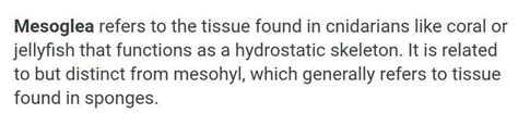 What is meant by mesoglea - Brainly.in