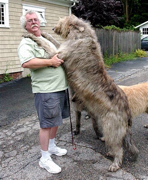 Irish Wolfhound Care