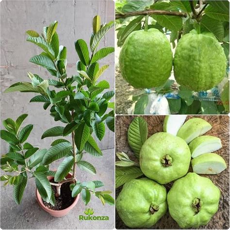 Rukonza Thai 7 Guava Grafted Plant - Rad Seedless Variety all Season ...