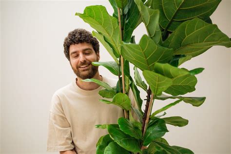 Guida completa alla cura del Ficus lyrata: la guida definitiva per l ...