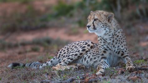 Cheetah Predators And Threats