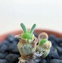 Image result for Baby Bunny Ears Plant