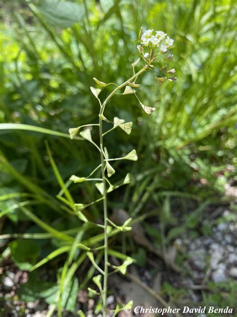 Capsella Bursa Pastoris