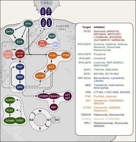 Targeting KRAS(G12C): From Inhibitory Mechanism to Modulation of ...