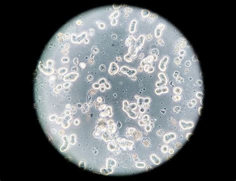 Image result for Cell Types Under Microscope