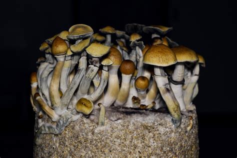 Magic Mushrooms: Seltsame Fakten über Psilocybin-Pilze