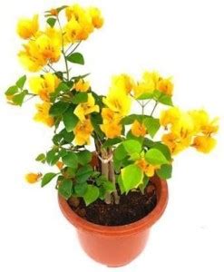 My Dream Nursery Bougainvillea Plant Price in India - Buy My Dream ...