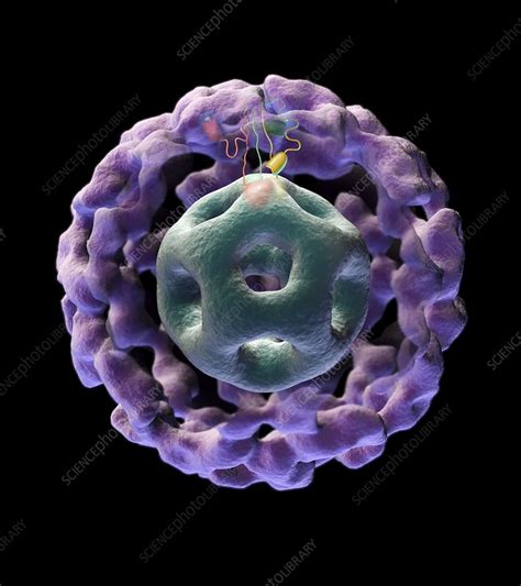 Image result for Genetic Inheritance of Pyruvate Dehydrogenase Complex