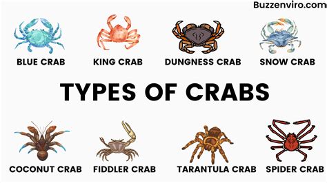 The Ultimate Guide to Types of Crabs: - BuzzEnviro.com