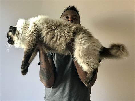 Do Cats Like To Be Held at Nathan Lozano blog