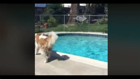 Dog in California sensed earthquake moments before it happened | FOX 32 ...