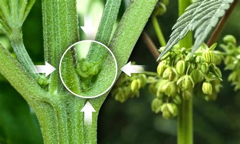 Early Signs of Male Marijuana Plants | Crop King Seeds