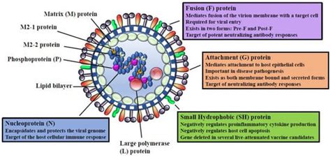 Utility of the Neonatal Calf Model for Testing Vaccines and ...