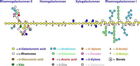 Image result for Pectin Structure