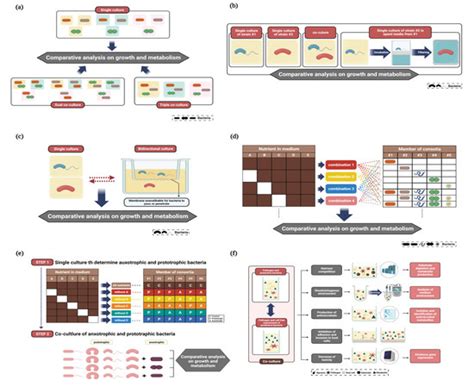 Gut-on-a-Chip for the Analysis of Bacteria–Bacteria Interactions in Gut ...