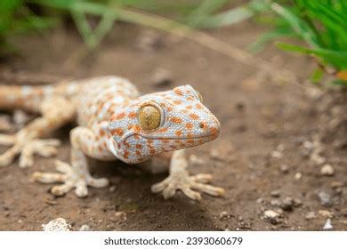 Image result for Gecko Pattern-Free