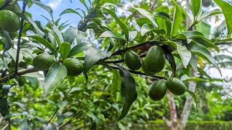 Avocado tree care and growing guide: expert tips for success | Gardeningetc