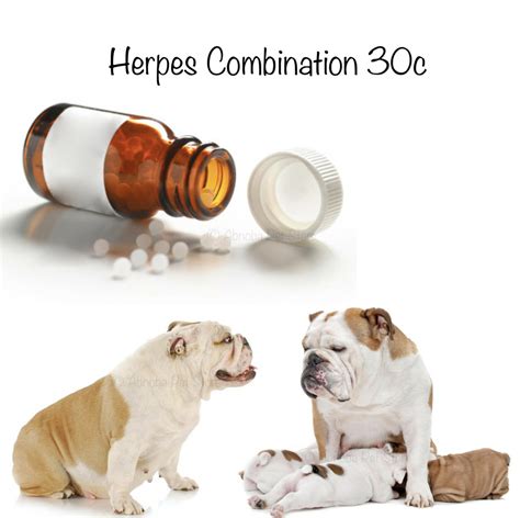How Do You Treat A Dog With Herpes