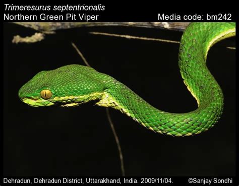 Trimeresurus septentrionalis Kramer, 1977 - Northern Green Pit Viper ...