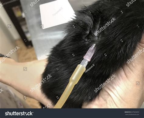 3 Infusion Theraphy Images, Stock Photos & Vectors | Shutterstock