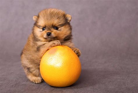 Can Dogs Eat Grapefruit? What To Know - A-Z Animals