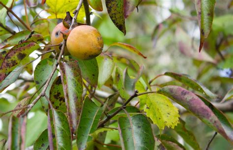American Persimmon (Diospyros virginiana) | Native Trees of Georgia ...