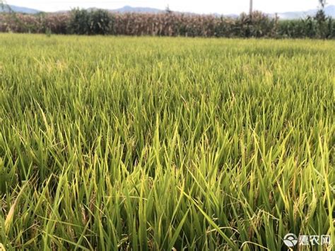 [酵素大米批发]酵素大米 今年10月份收的谷子价格2.2元/斤 - 惠农网