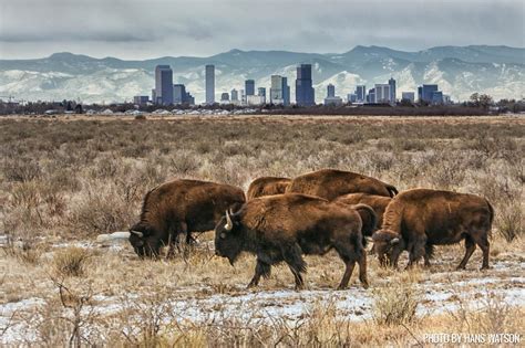 Bison at the Rocky Mountain Arsenal National Wildlife Refuge with the ...