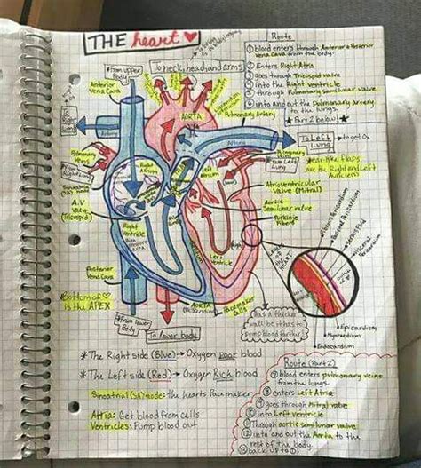 Image result for Development of Heart Notes