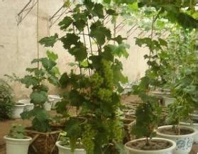 葡萄种植技术，附具体种植方法 - 农敢网
