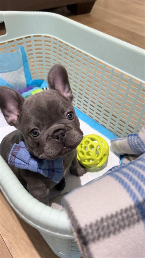 Pin on Things I love [Video] | Cute bulldog puppies, French bulldog ...
