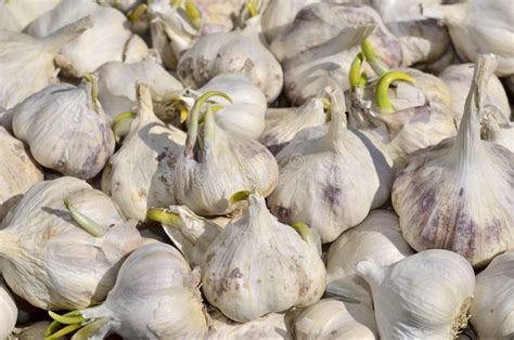Image result for Sprouting Garlic