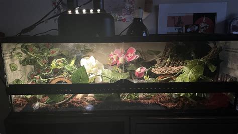 Ball Python Terrarium Setup 的图像结果