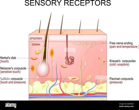 Sense of pain Stock Vector Images - Alamy