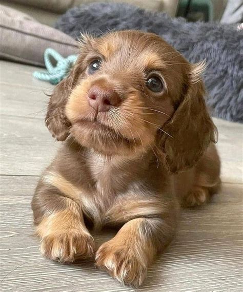 All dachshund colors and patterns explained with pictures – Artofit