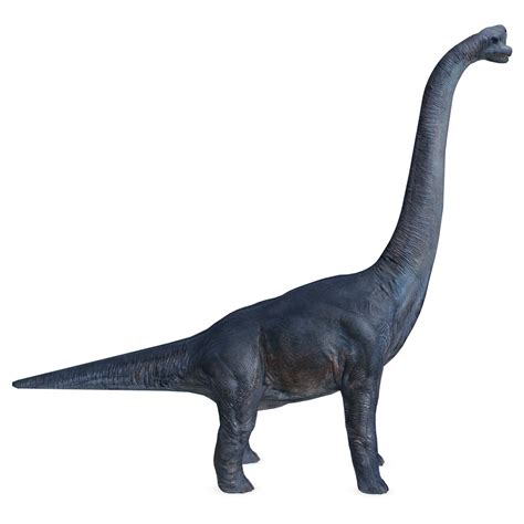 Download Brachiosaurus Dinosaur Long Neck Royalty-Free Stock ...
